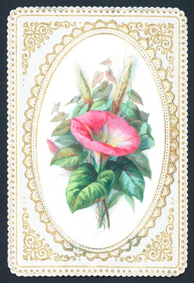 Roze Petunia Bloem, Kaart door English School