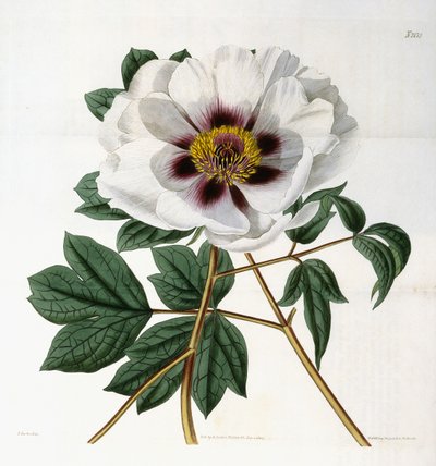 Paeonia suffruticosa Andr. var. papaveracea, 1788-1896 door English School