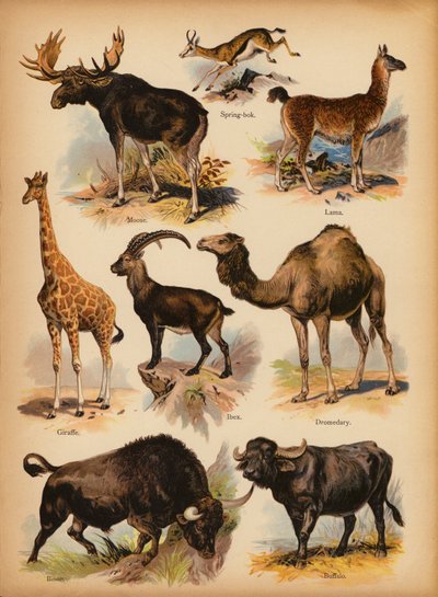 Pagina uit De Kleine Mensen’s Beeld Natuurlijke Geschiedenis, ca. 1900 door English School