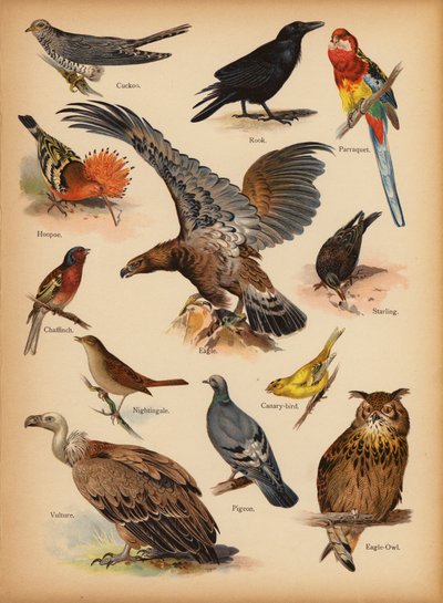 Pagina uit De Kleine Mensen’s Beeld Natuurlijke Geschiedenis, ca. 1900 door English School