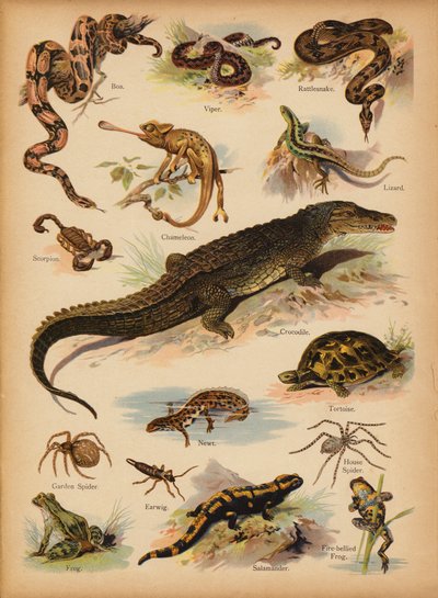 Pagina uit De Kleine Mensen’s Beeld Natuurlijke Geschiedenis, ca. 1900 door English School