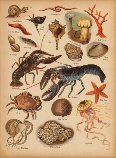 Pagina uit De Kleine Mensen’s Beeld Natuurlijke Geschiedenis, ca. 1900 door English School