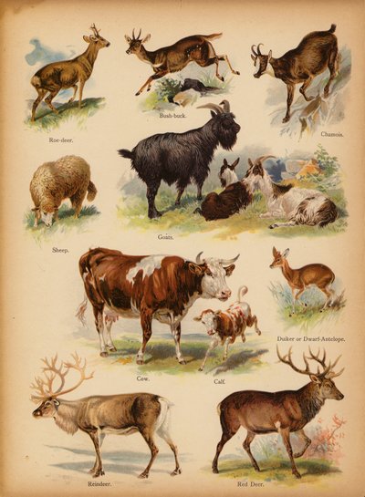 Pagina uit De Kleine Mensen Beeld Natuurlijke Geschiedenis, ca. 1900 door English School