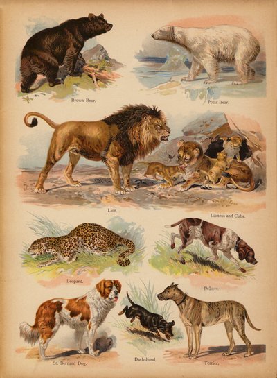 Pagina uit De Kleine Mensen’s Beeld Natuurlijke Geschiedenis, ca. 1900 door English School
