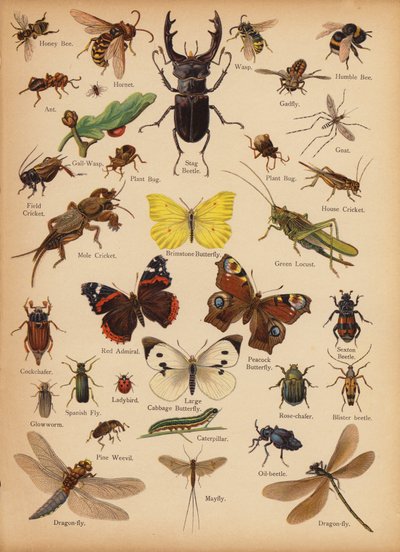 Pagina uit De Kleine Mensen’s Beeld Natuurlijke Geschiedenis, ca. 1900 door English School