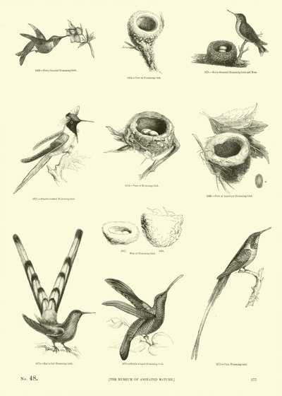Pagina uit Het Picturale Museum van Geanimeerde Natuur door English School