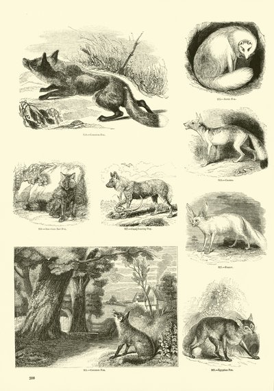 Pagina uit Het Picturale Museum van Geanimeerde Natuur door English School
