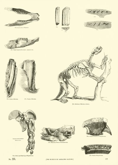 Pagina uit Het Picturale Museum van Geanimeerde Natuur door English School