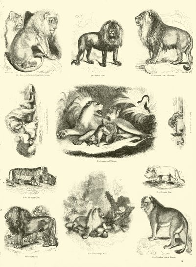 Pagina uit Het Picturale Museum van Geanimeerde Natuur door English School