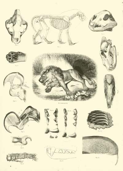 Pagina uit Het Picturale Museum van Geanimeerde Natuur door English School