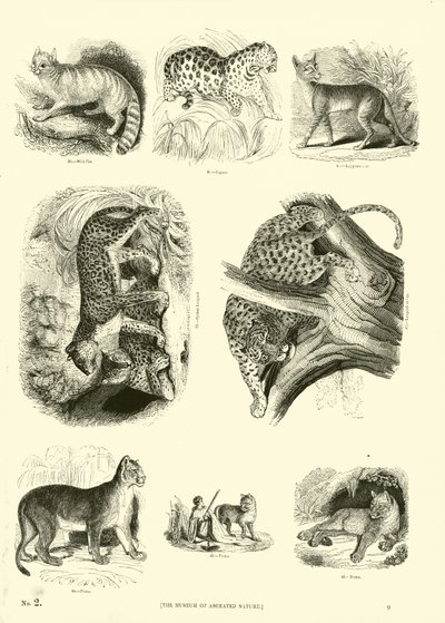 Pagina uit Het Picturale Museum van Geanimeerde Natuur door English School