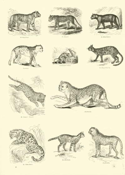Pagina uit Het Picturale Museum van Geanimeerde Natuur door English School
