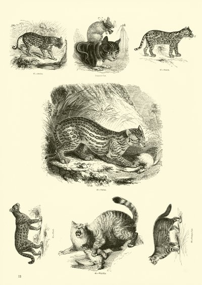 Pagina uit Het Picturale Museum van Geanimeerde Natuur door English School