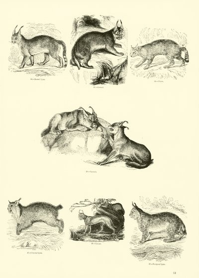 Pagina uit Het Picturale Museum van Geanimeerde Natuur door English School