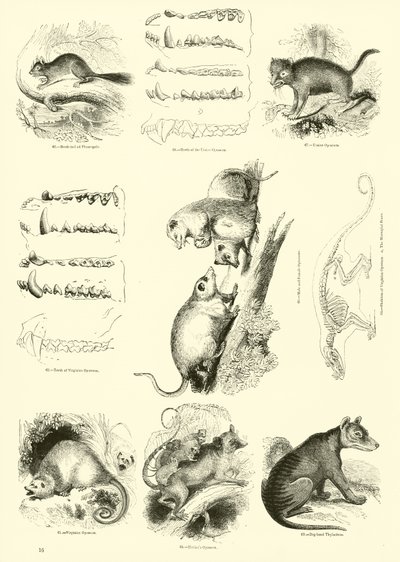 Pagina uit Het Picturale Museum van Geanimeerde Natuur door English School