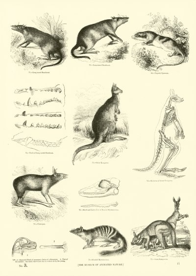 Pagina uit Het Picturale Museum van Geanimeerde Natuur door English School