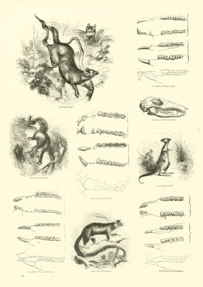 Pagina uit Het Picturale Museum van Geanimeerde Natuur door English School