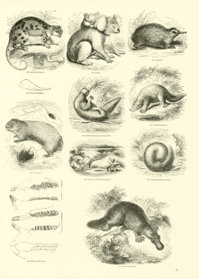 Pagina uit Het Picturale Museum van Geanimeerde Natuur door English School