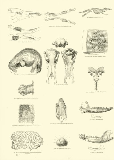 Pagina uit Het Picturale Museum van Geanimeerde Natuur door English School
