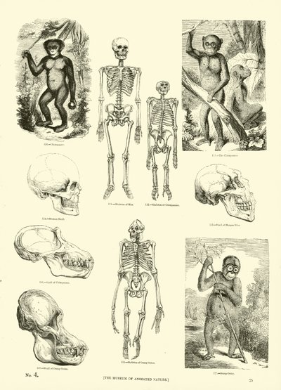 Pagina uit Het Picturale Museum van Geanimeerde Natuur door English School