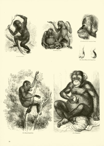 Pagina uit Het Picturale Museum van Geanimeerde Natuur door English School