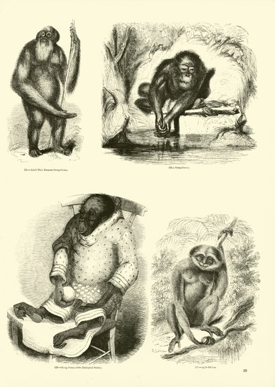 Pagina uit Het Picturale Museum van Geanimeerde Natuur door English School