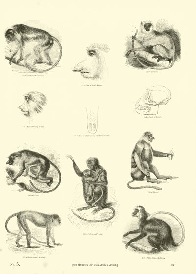 Pagina uit Het Picturale Museum van Geanimeerde Natuur door English School