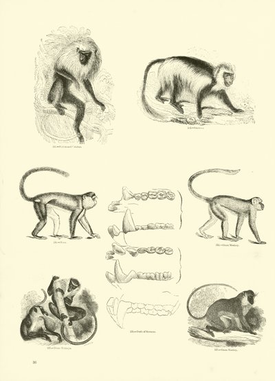 Pagina uit Het Picturale Museum van Geanimeerde Natuur door English School