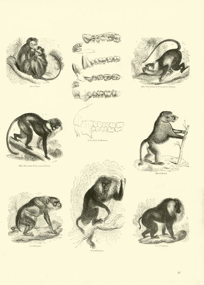 Pagina uit Het Picturale Museum van Geanimeerde Natuur door English School