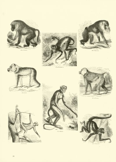 Pagina uit Het Picturale Museum van Geanimeerde Natuur door English School