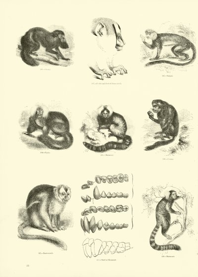 Pagina uit Het Picturale Museum van Geanimeerde Natuur door English School