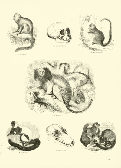 Pagina uit Het Picturale Museum van Geanimeerde Natuur door English School