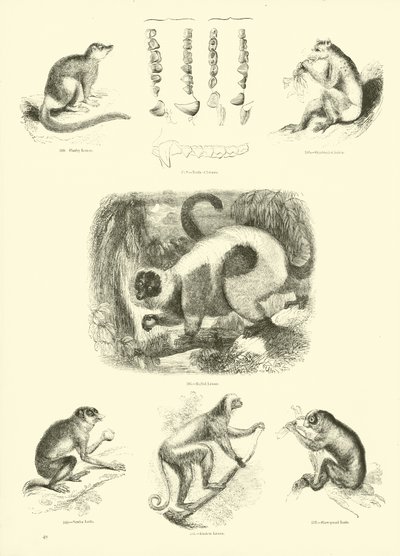 Pagina uit Het Picturale Museum van Geanimeerde Natuur door English School