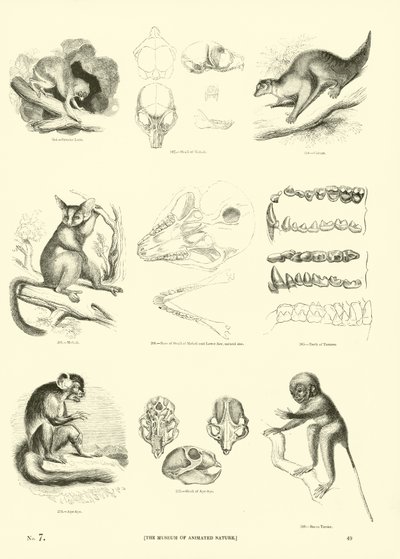 Pagina uit Het Picturale Museum van Geanimeerde Natuur door English School