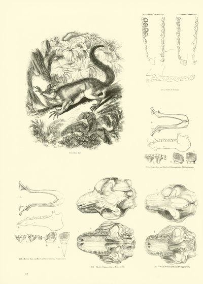 Pagina uit Het Picturale Museum van Geanimeerde Natuur door English School
