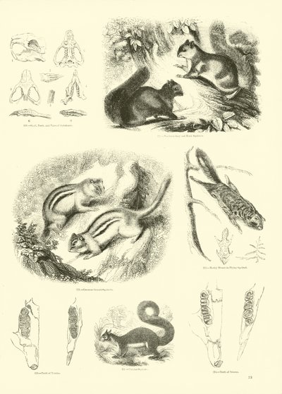 Pagina uit Het Picturale Museum van Geanimeerde Natuur door English School