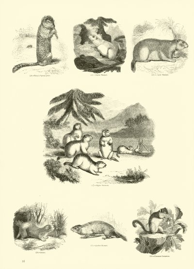 Pagina uit Het Picturale Museum van Geanimeerde Natuur door English School