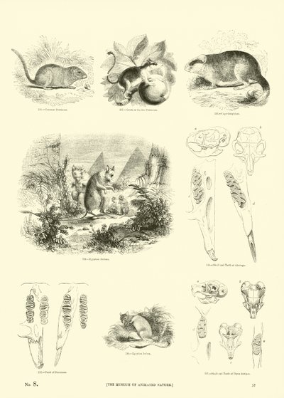 Pagina uit Het Picturale Museum van Geanimeerde Natuur door English School