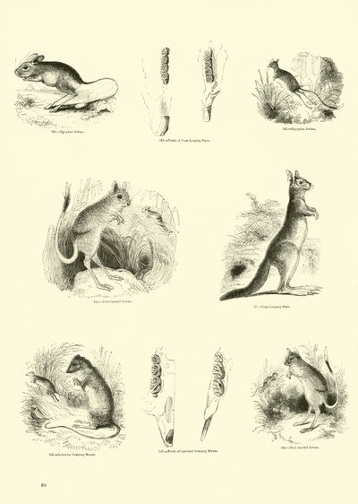 Pagina uit Het Picturale Museum van Geanimeerde Natuur door English School