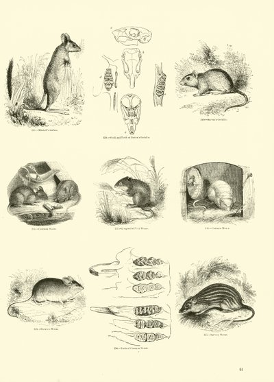 Pagina uit Het Picturale Museum van Geanimeerde Natuur door English School