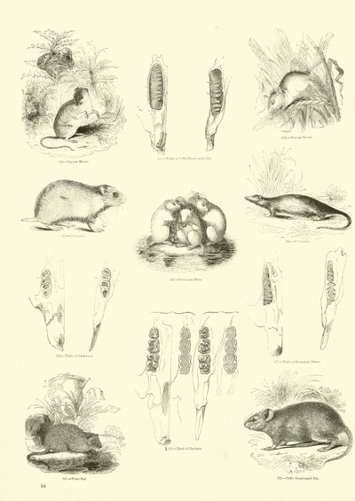 Pagina uit Het Picturale Museum van Geanimeerde Natuur door English School