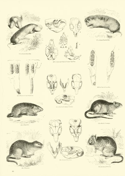 Pagina uit Het Picturale Museum van Geanimeerde Natuur door English School
