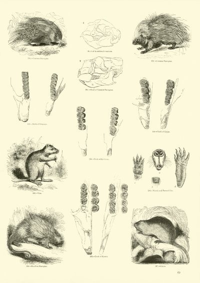 Pagina uit Het Picturale Museum van Geanimeerde Natuur door English School