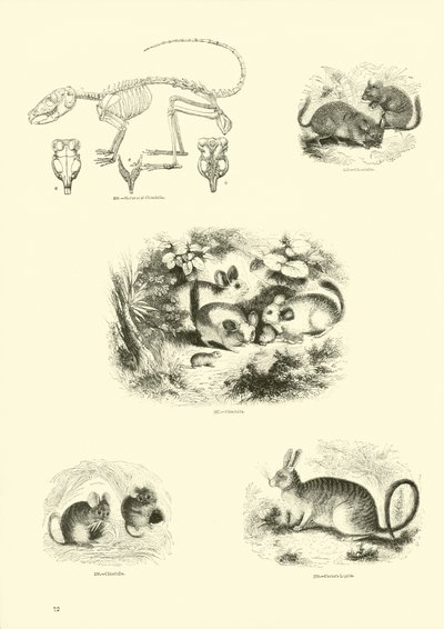 Pagina uit Het Picturale Museum van Geanimeerde Natuur door English School