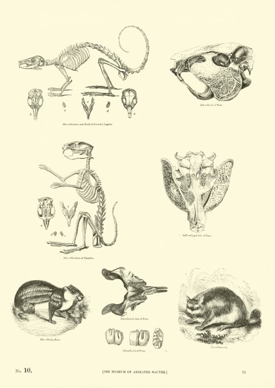 Pagina uit Het Picturale Museum van Geanimeerde Natuur door English School