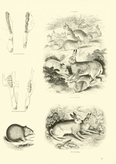 Pagina uit Het Picturale Museum van Geanimeerde Natuur door English School