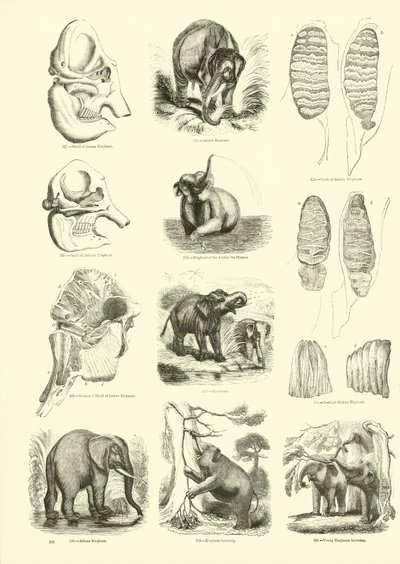 Pagina uit Het Picturale Museum van Geanimeerde Natuur door English School