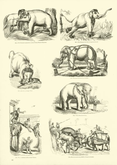 Pagina uit Het Picturale Museum van Geanimeerde Natuur door English School