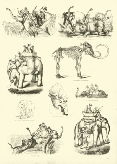 Pagina uit Het Picturale Museum van Geanimeerde Natuur door English School