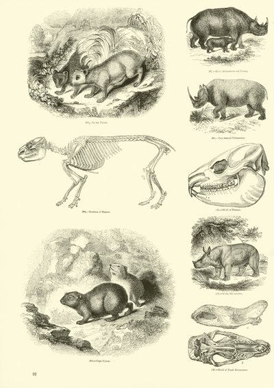 Pagina uit Het Picturale Museum van Geanimeerde Natuur door English School